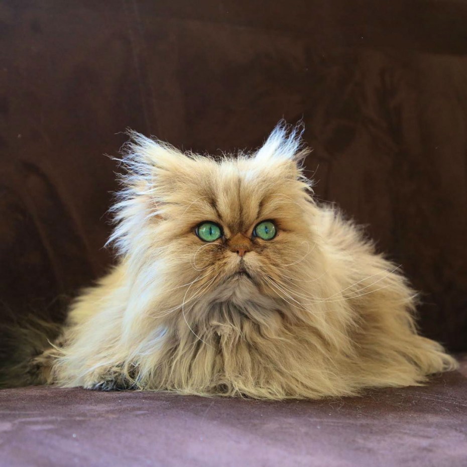 Персидская кошка