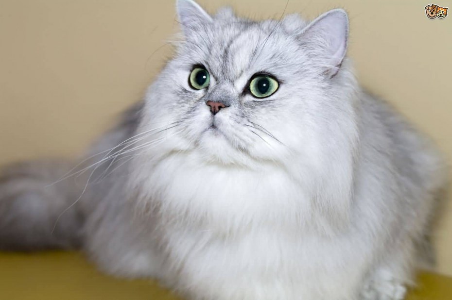 Сибирская шиншилла кошка
