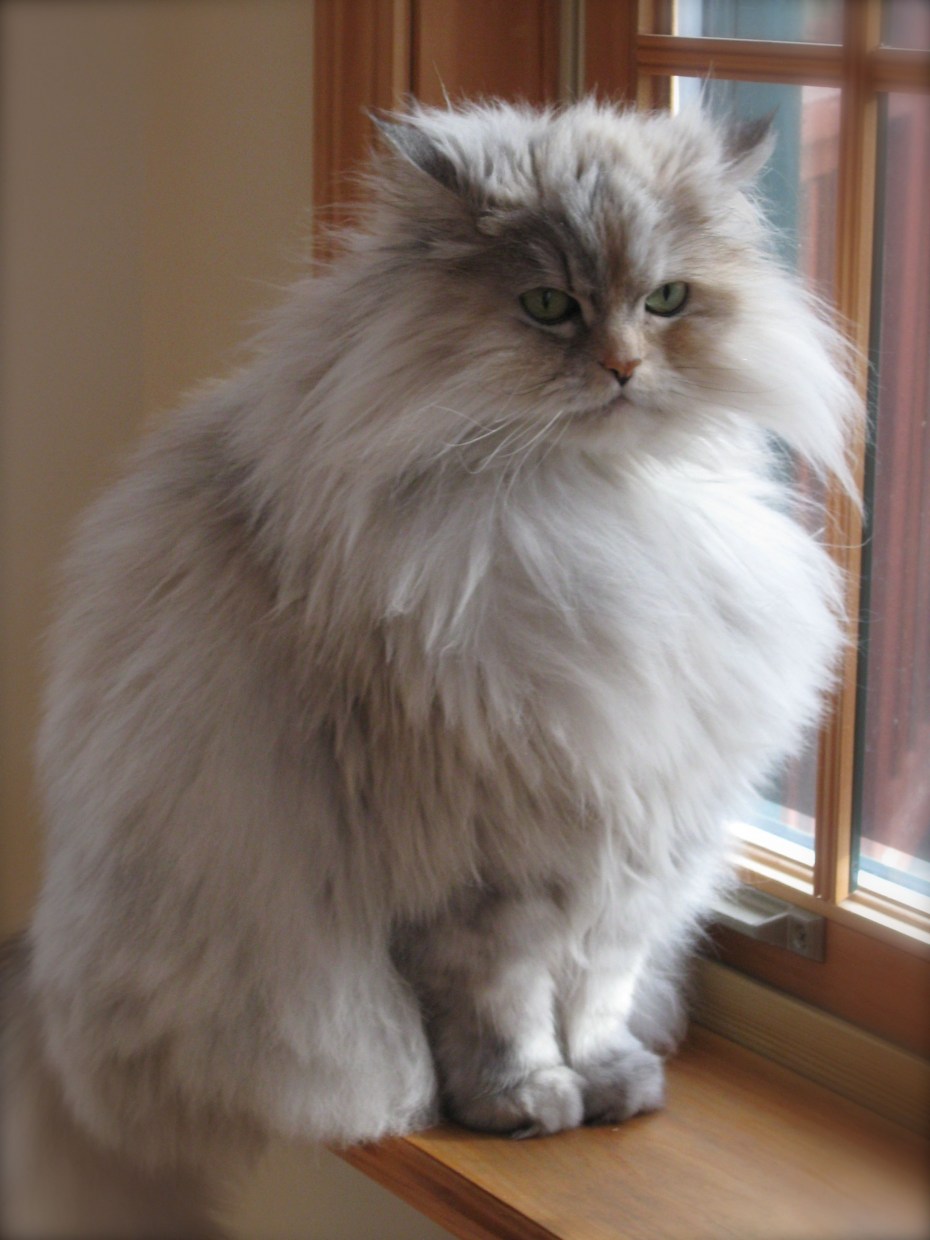 Классический перс