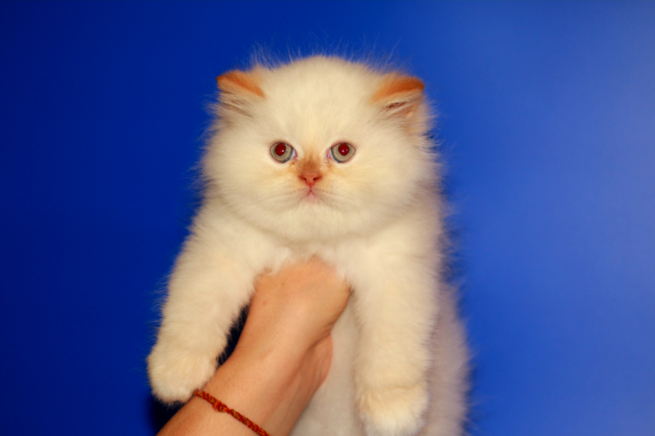 Персидская кошка котята