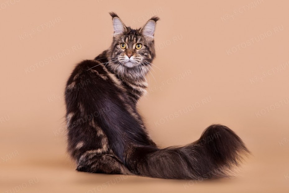 Самые большие коты Мейн куны
