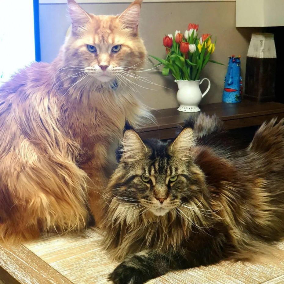 Кот Мейн кун