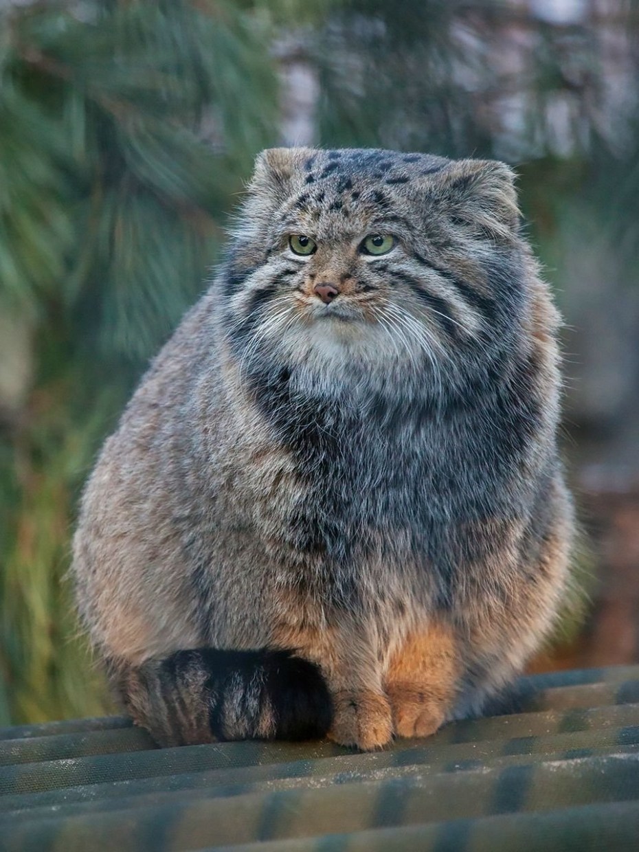 Сибирский дикий кот Манул