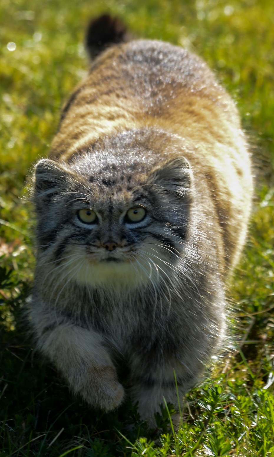 Манул (палласов кот)