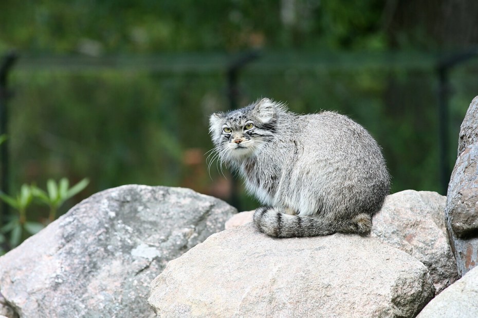 Манул (палласов кот)