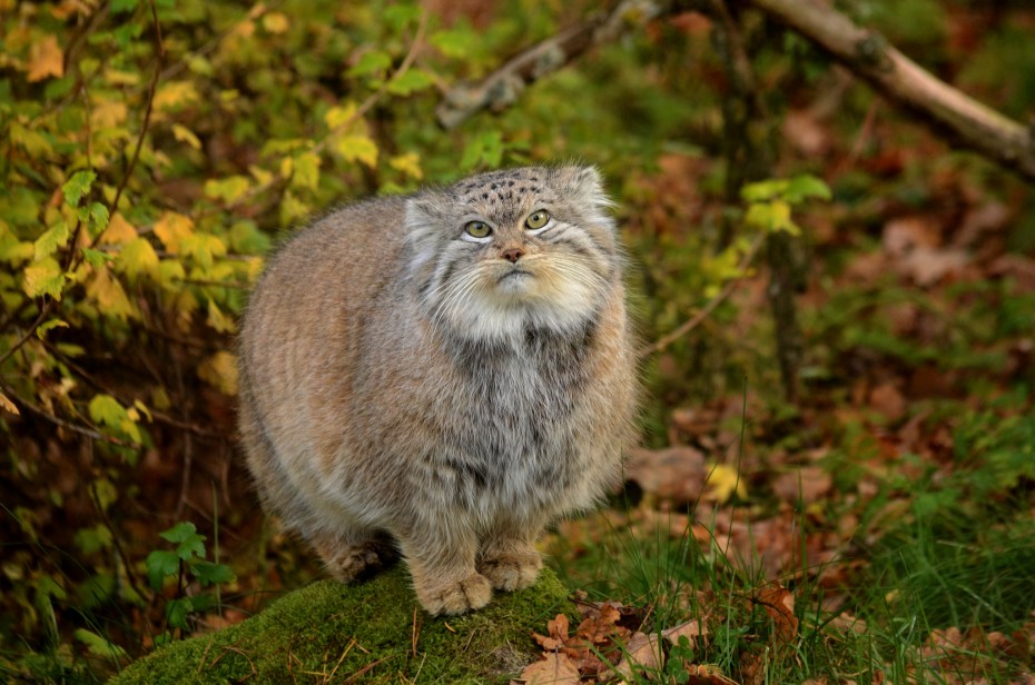 Сибирский дикий кот Манул