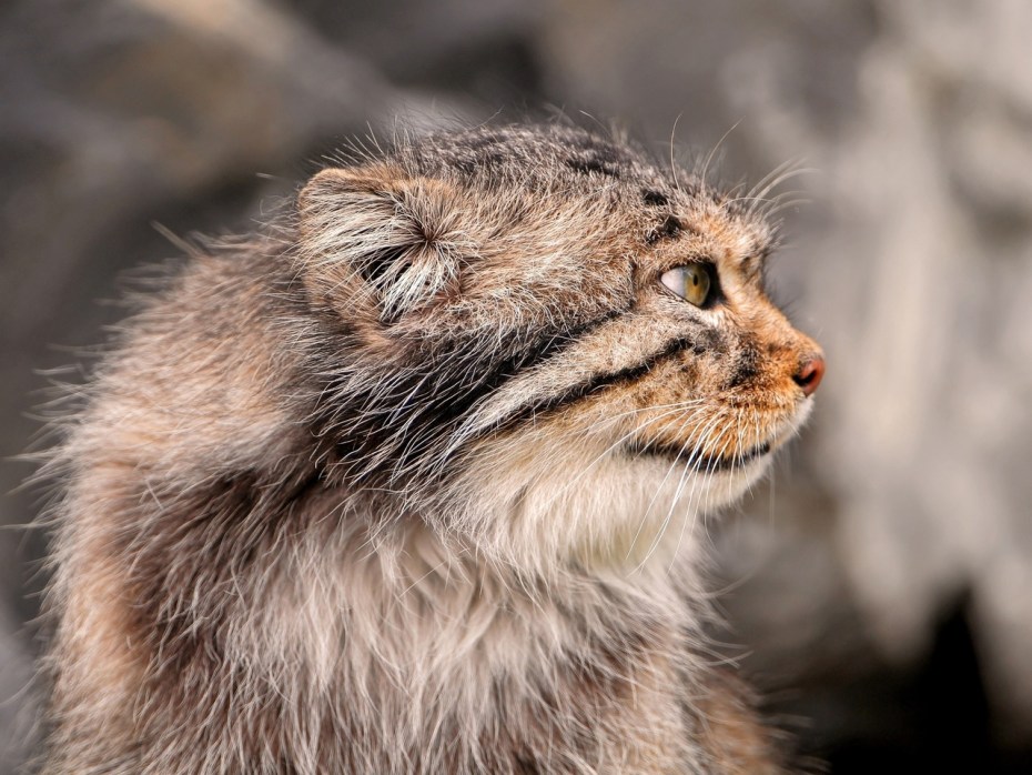 Манул Felis manul
