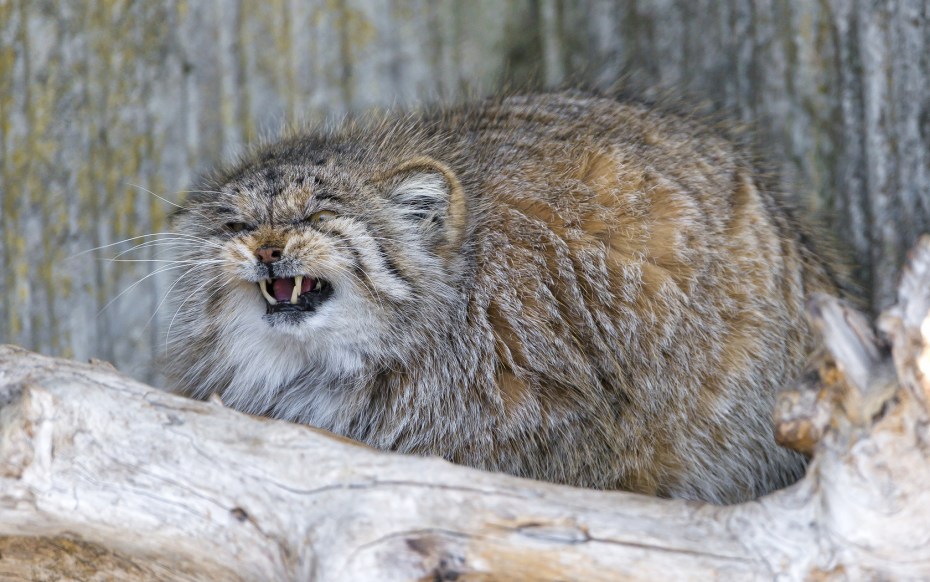 Дикая кошка Манул
