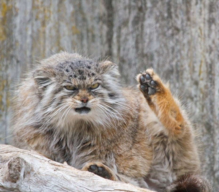 Кот Манул