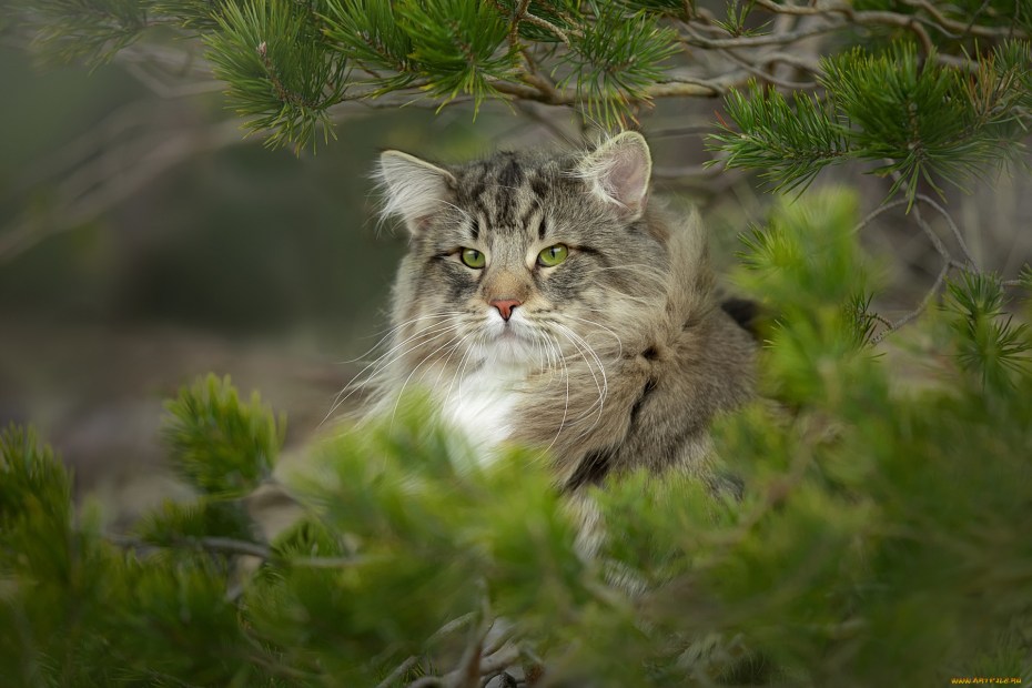 Дикая Норвежская Лесная кошка