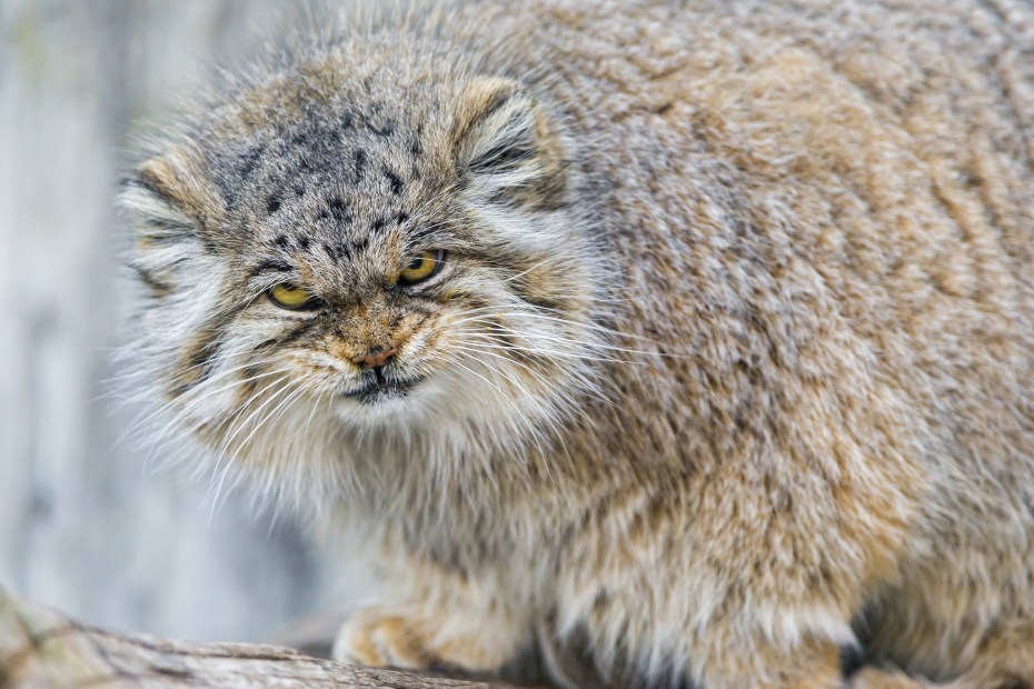 Степной кот Манул