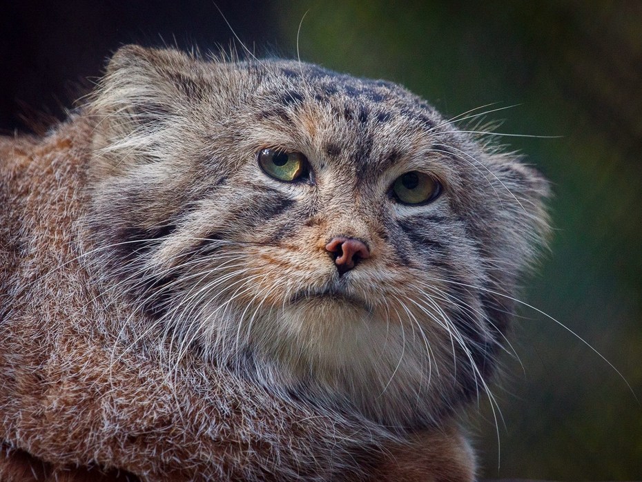Кот Манул злой