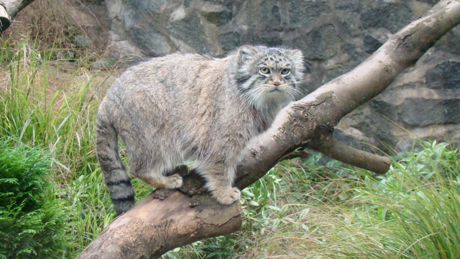 Байкальский кот Манул