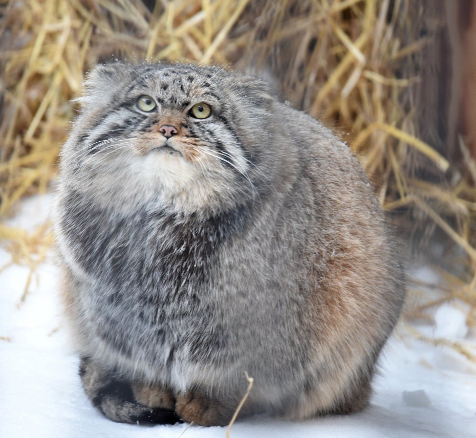 Кот Манул злой
