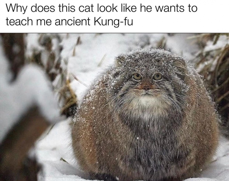 Кот Манул толстый