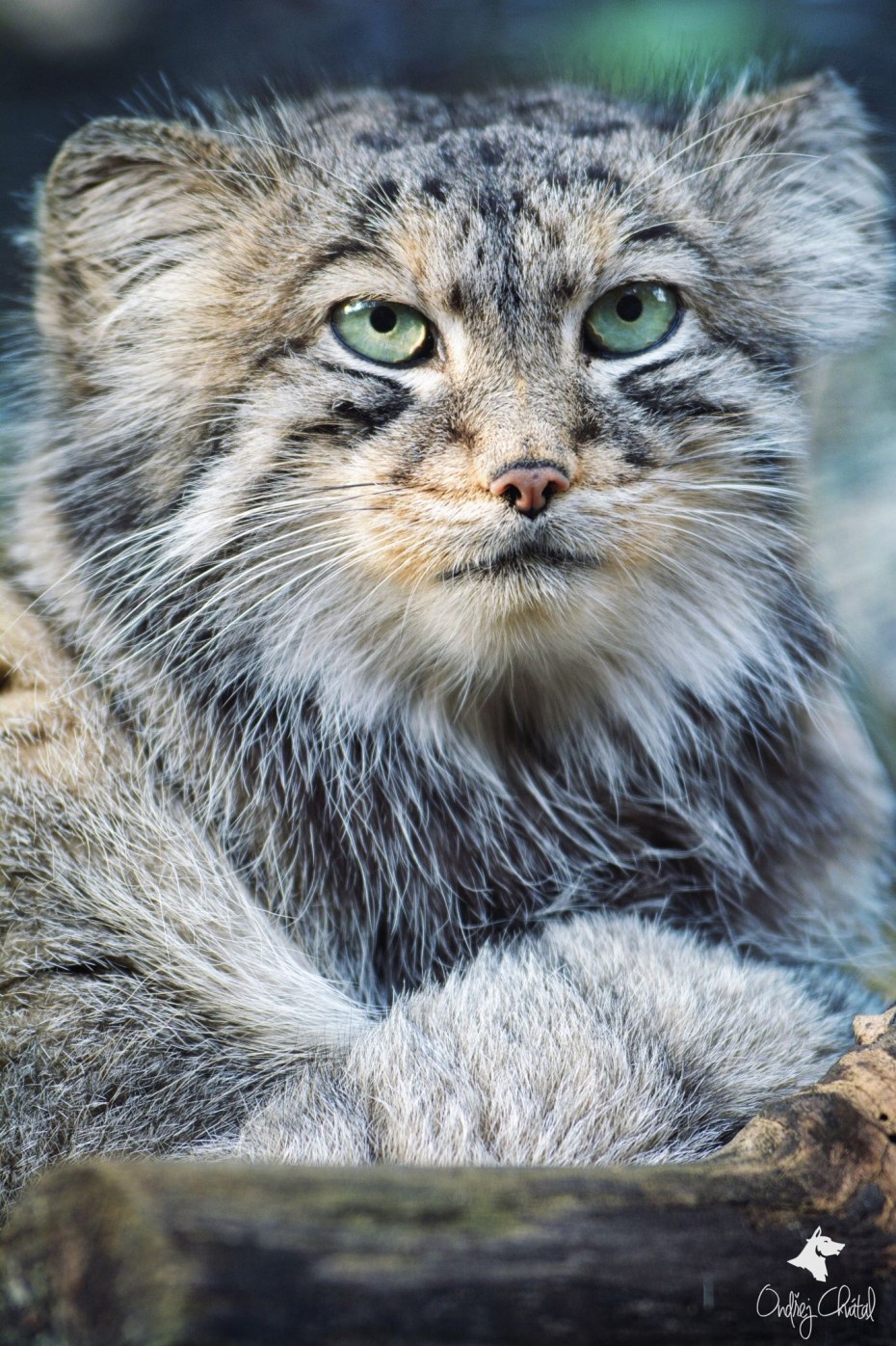 Дикая кошка Манул