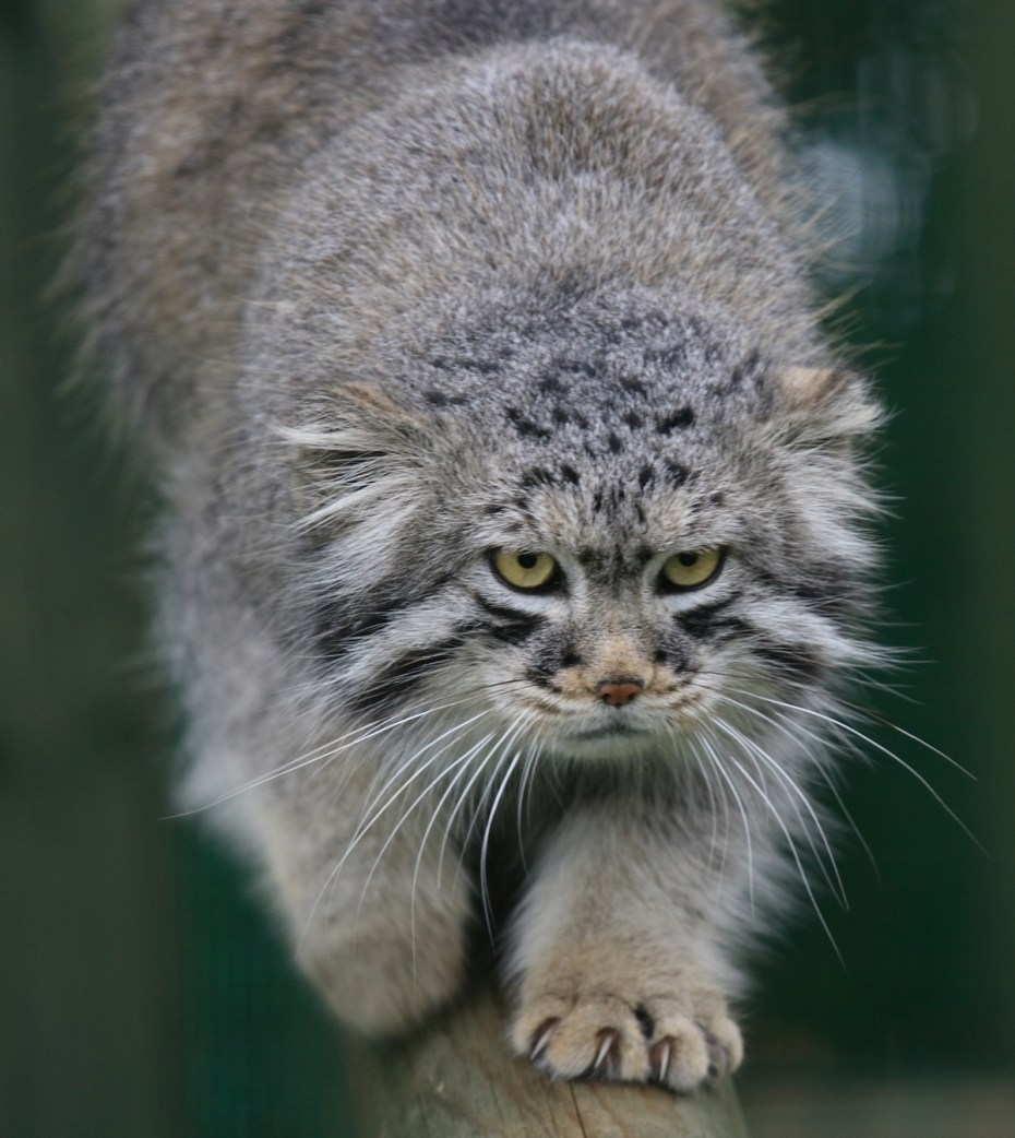 Сибирский дикий кот Манул