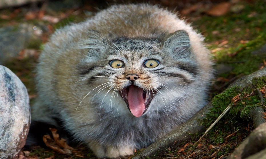 Кот Манул злой
