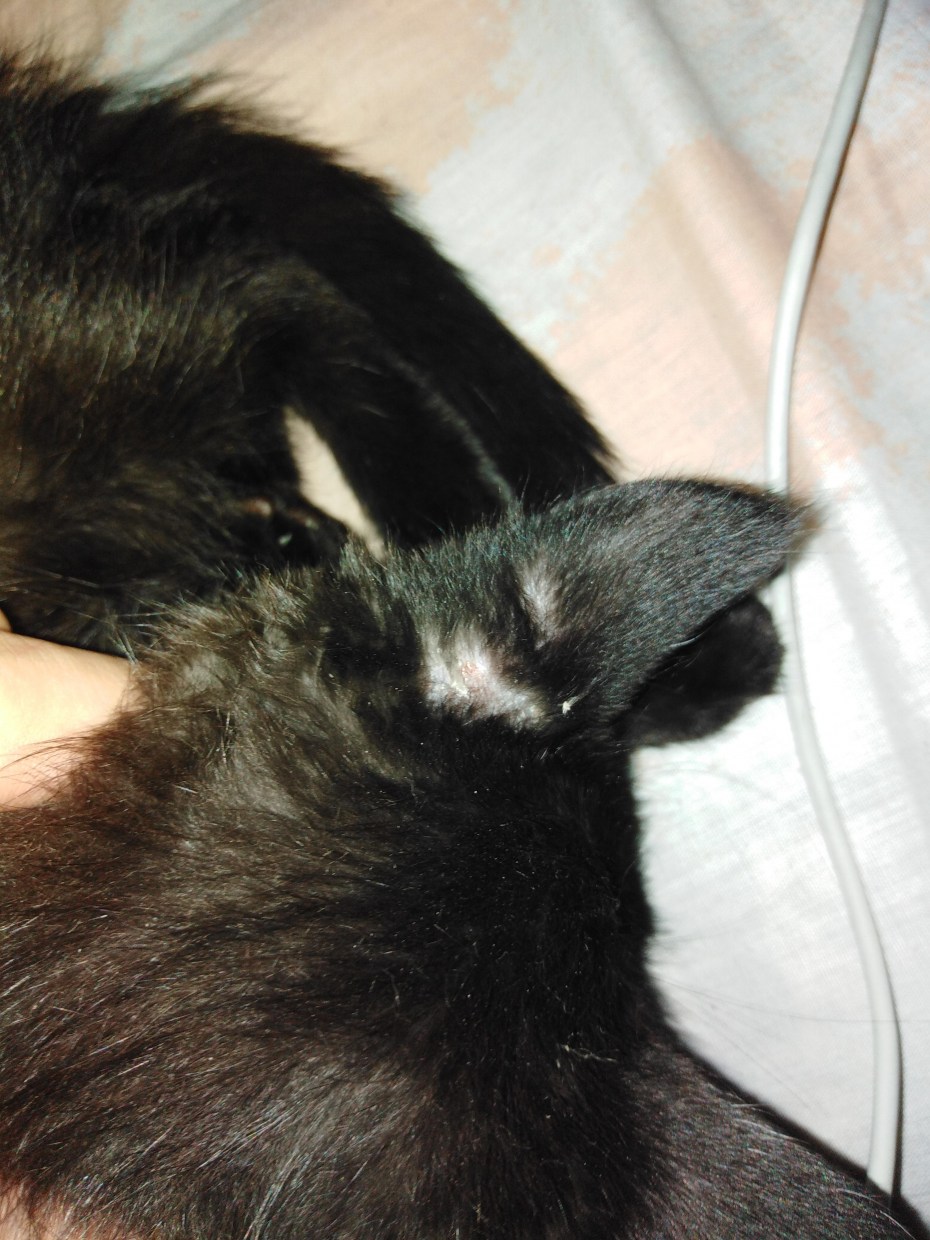 Кошачий стригущий лишай