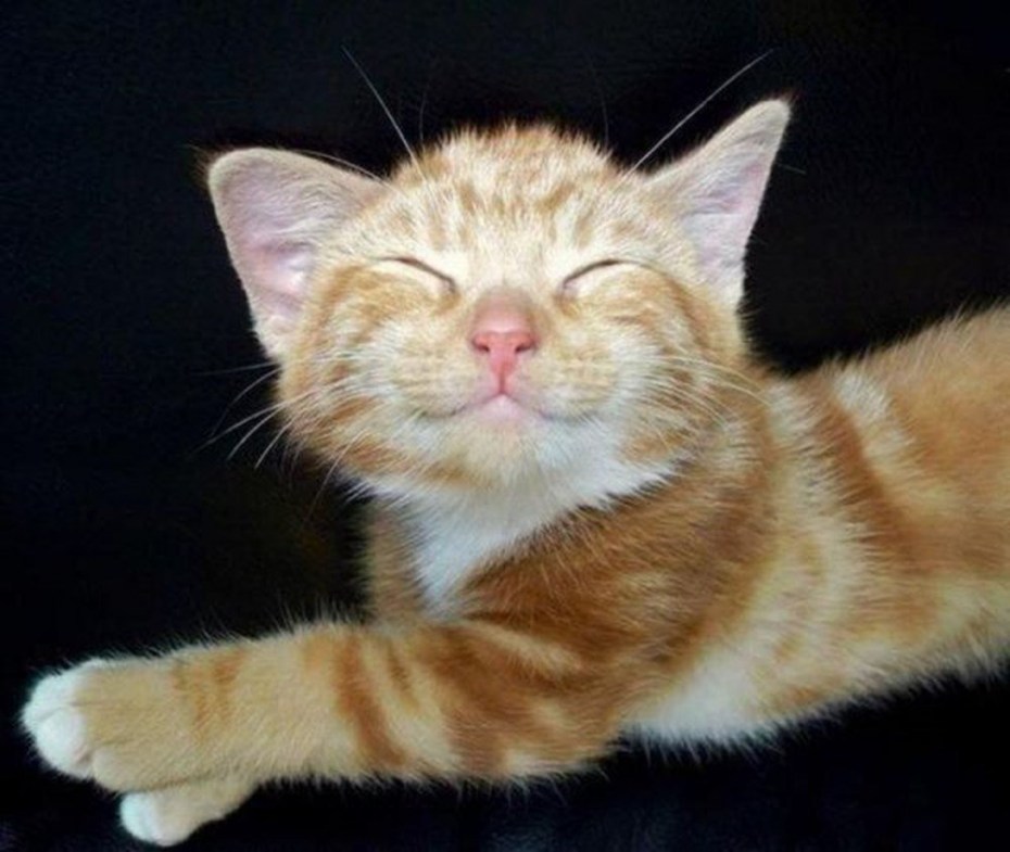 Котик в пятницу довольный