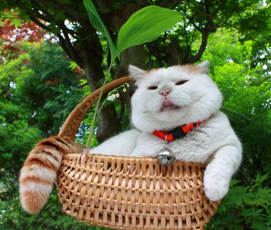 Забавный кот