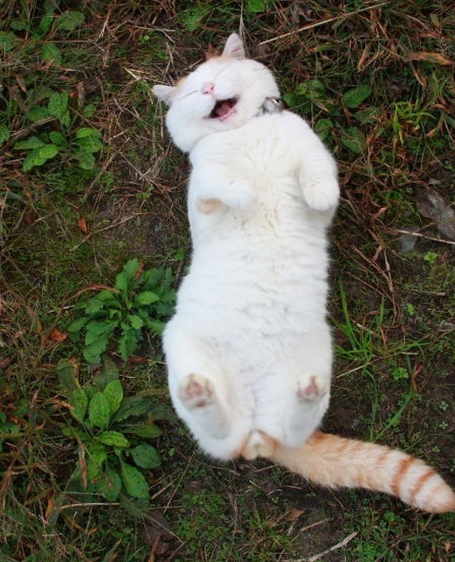 Кот Широ