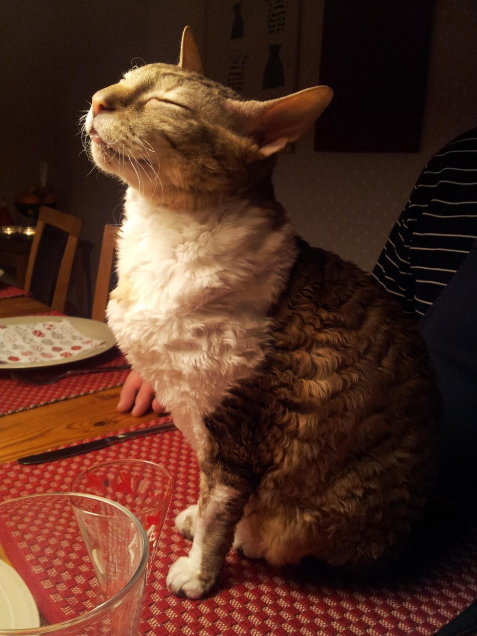 Котик щурится
