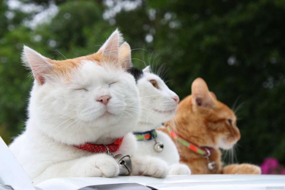 Кот улыбается