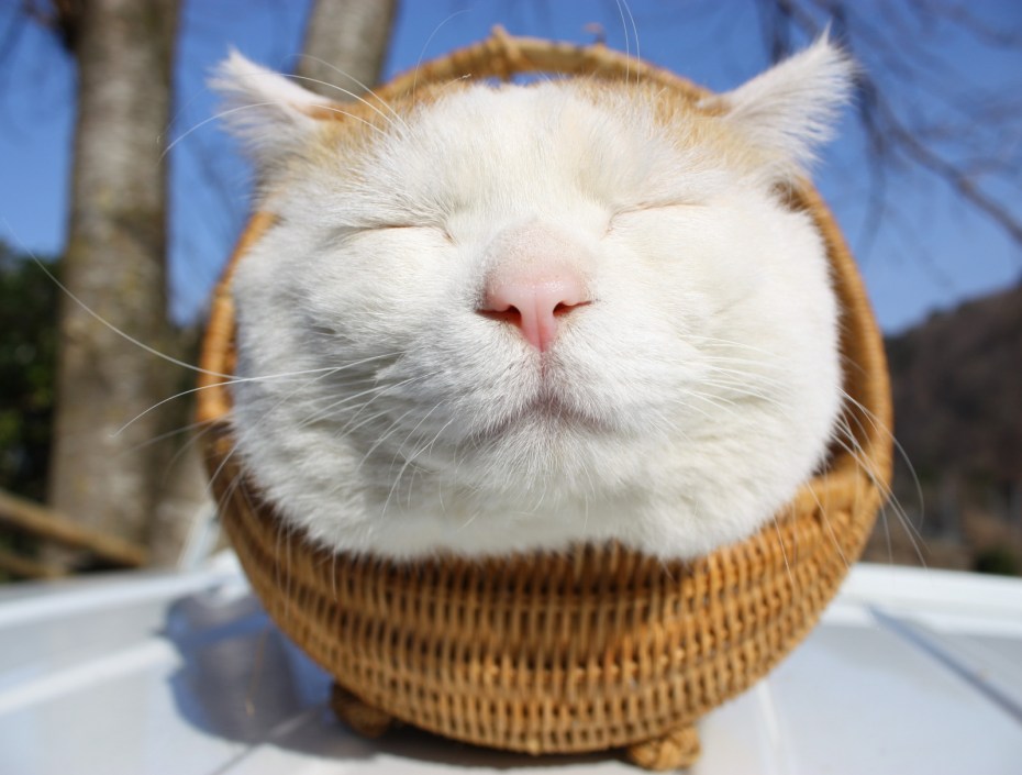 Наглый рыжий кот
