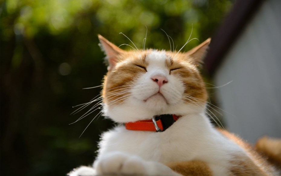 Забавные коты