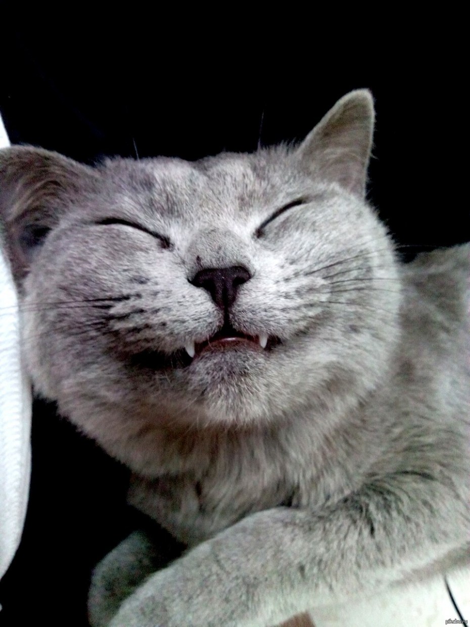 Довольная кошка