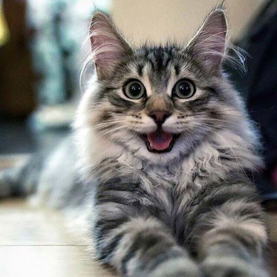 Коты с улыбкой