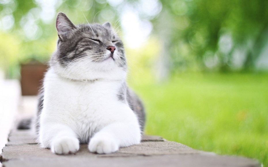 Кот улыбается