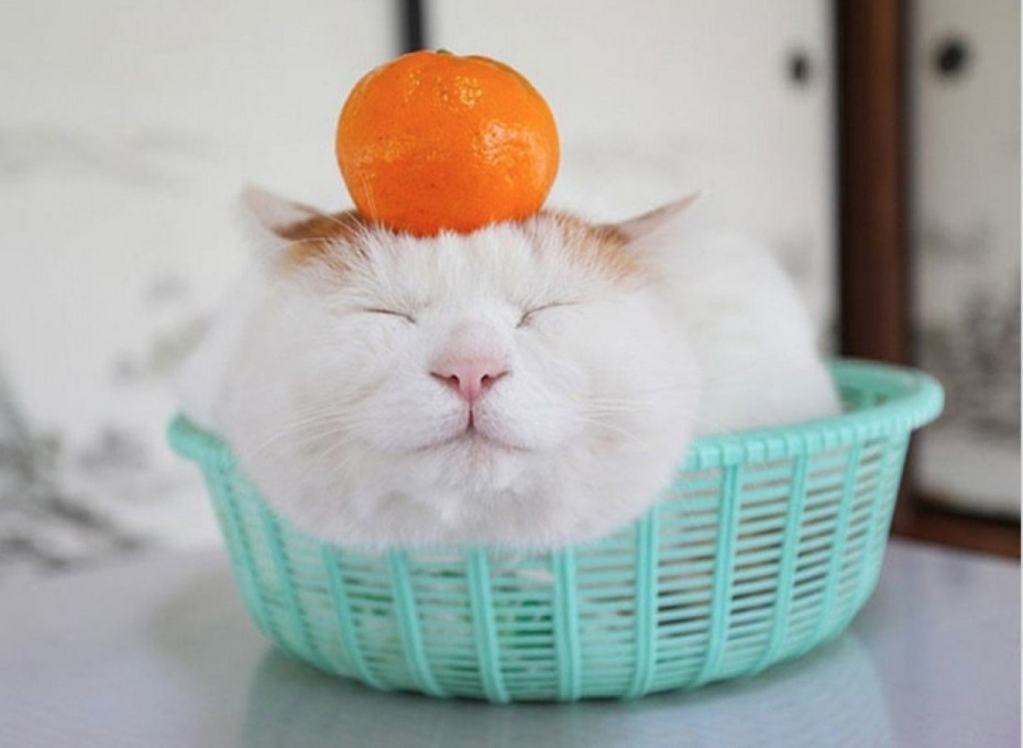 Толстый довольный кот