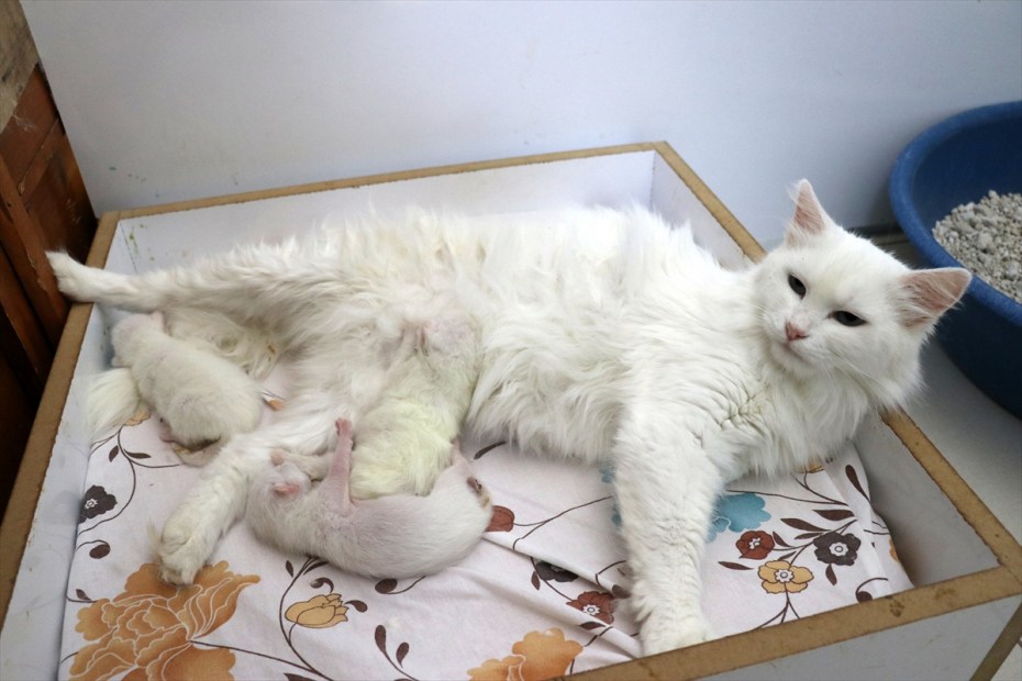 Кошка окотилась