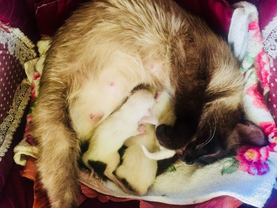 Приёмы роды у кошки картинки
