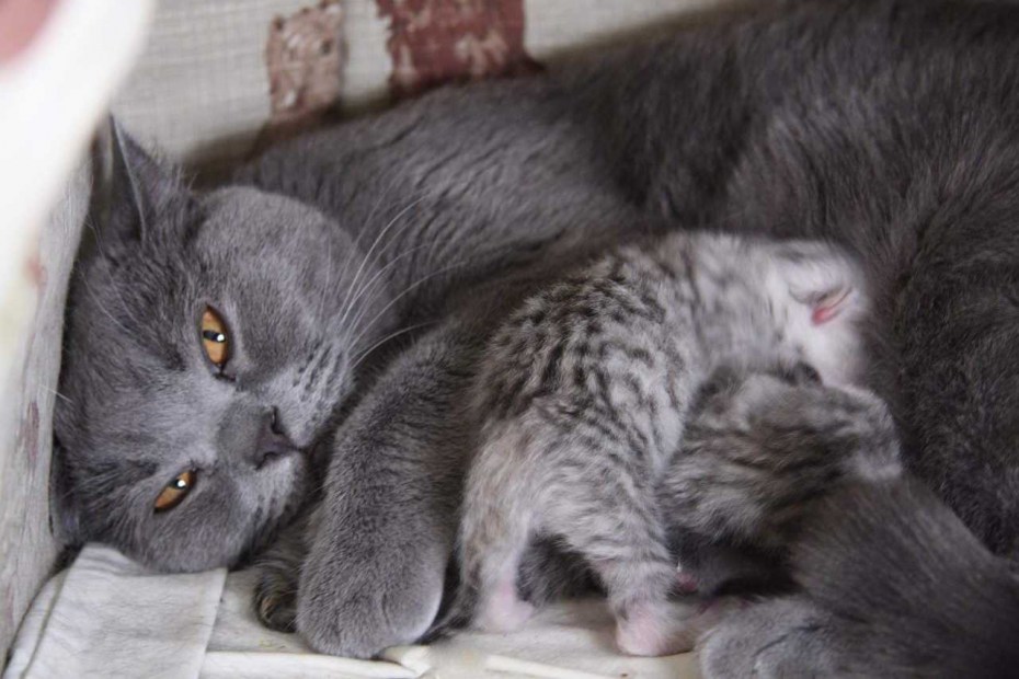 Новорождённые котята с кошкой
