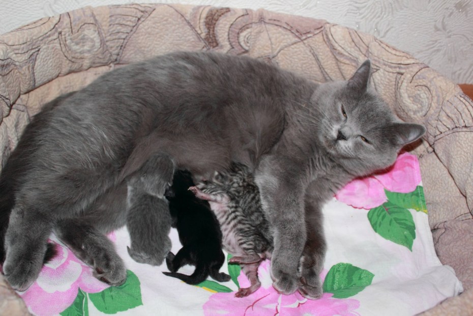 Уличные котята только родились