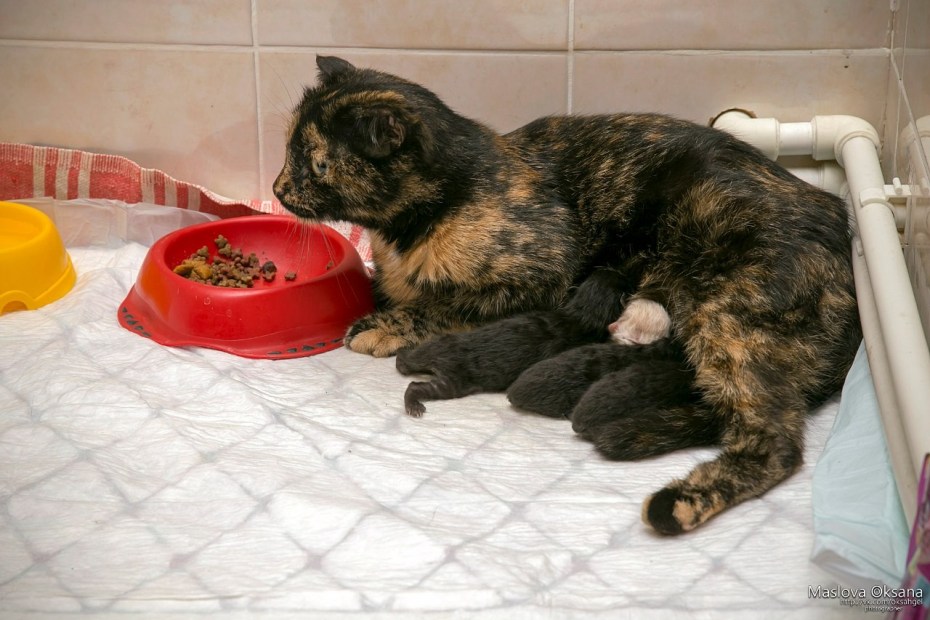 С приплодом котят