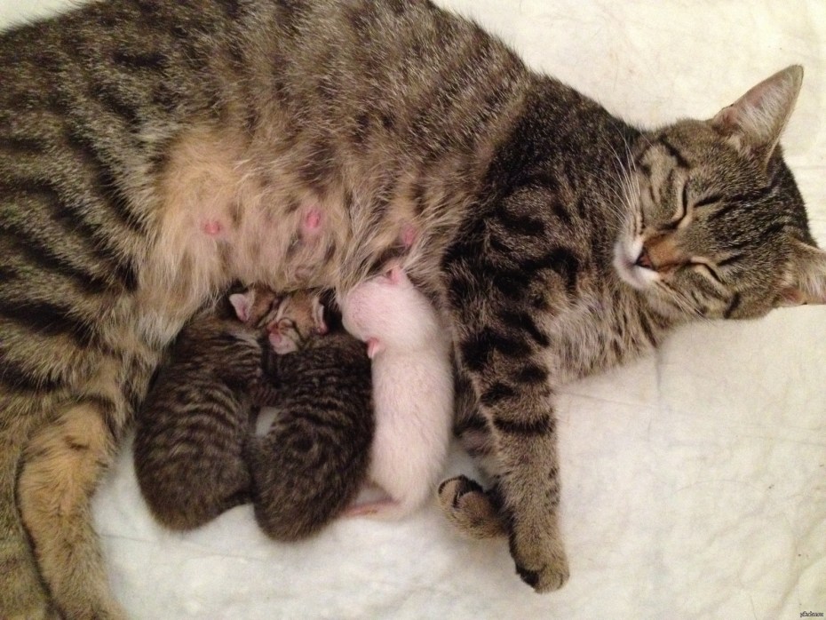 Кошка вскармоивает кота