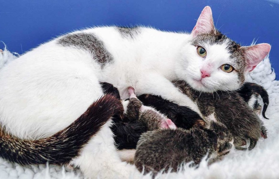 Кошка с новорожденными котятами