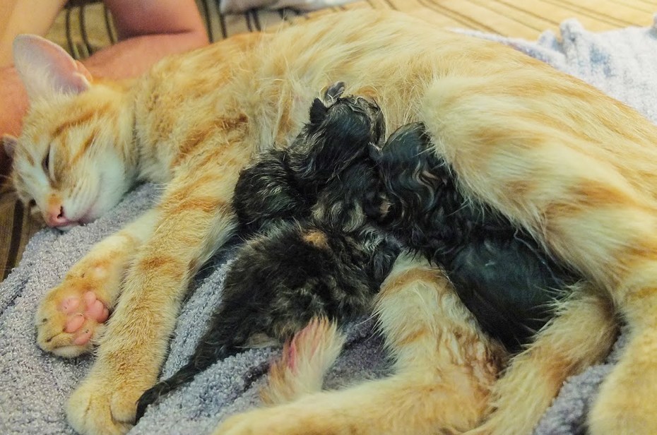 Кормление котят кошкой