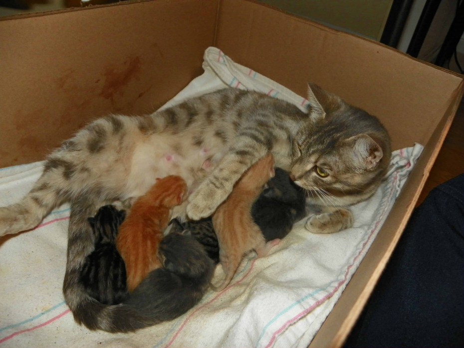 Кошка родила одного котенка