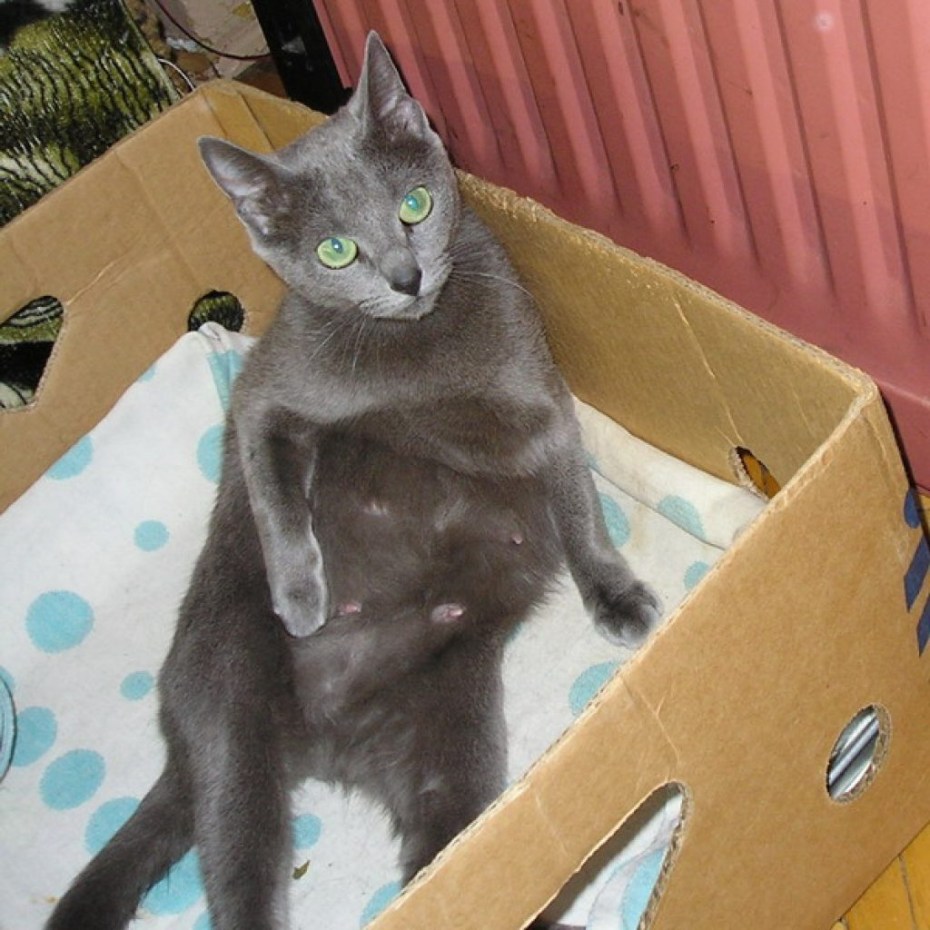 Котенок родился мертвым