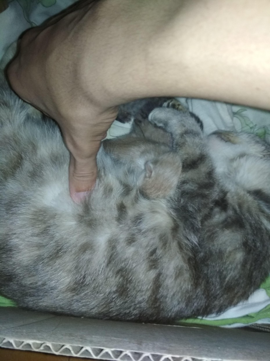 Рождение котят на камеру