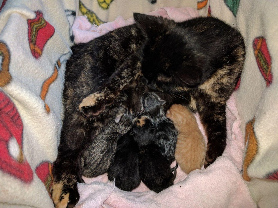 Котенок первый час жизни