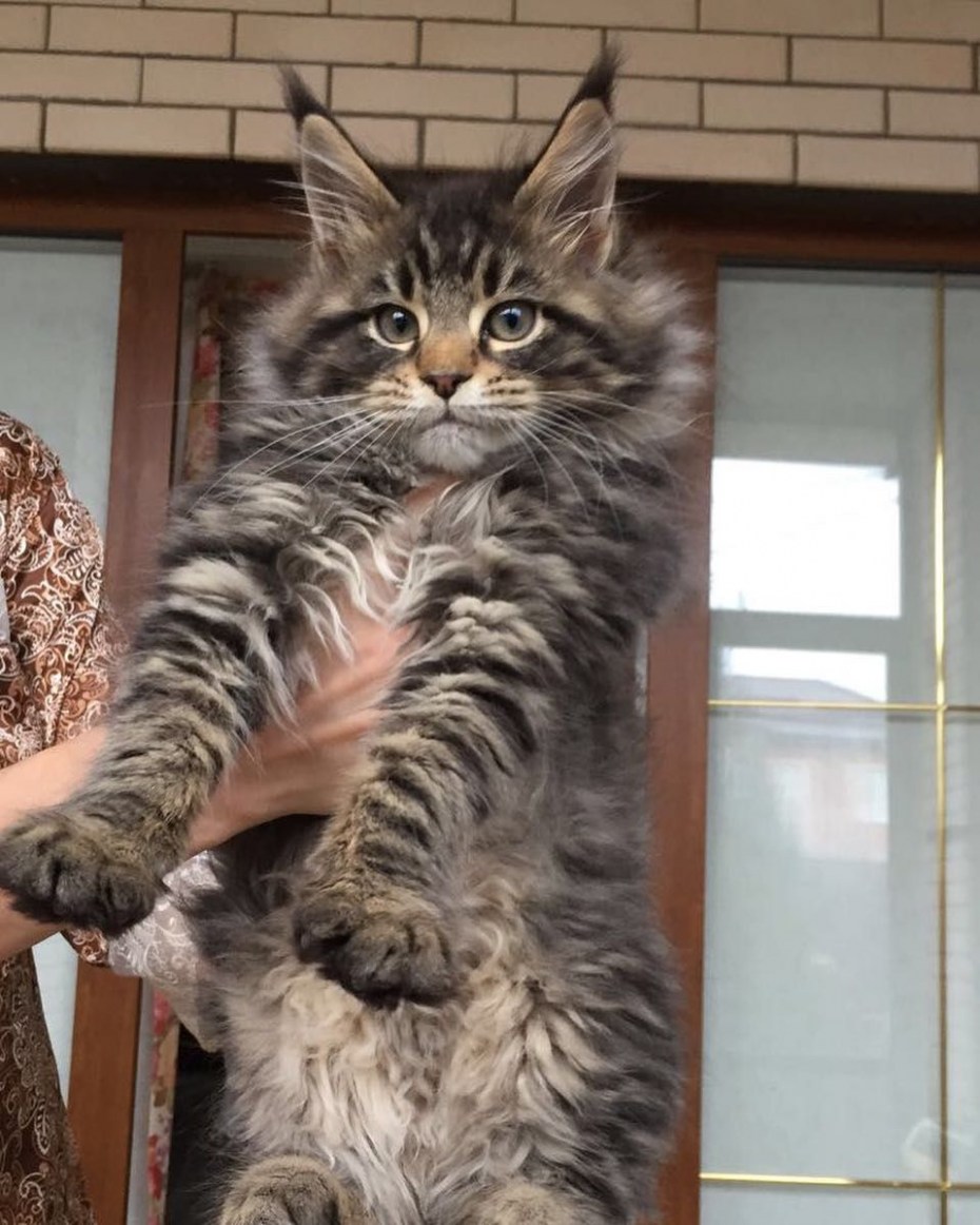 Кошка Мейн кун