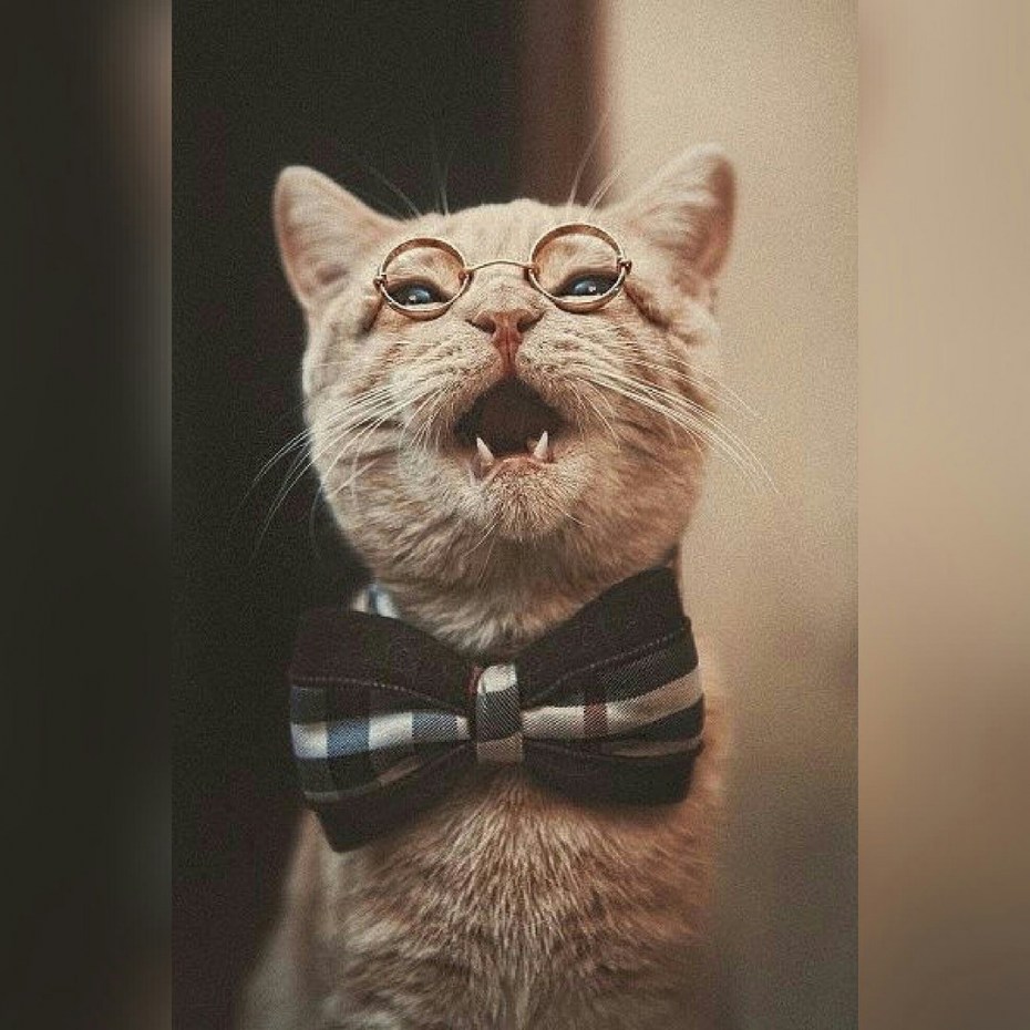 Смешной кот в очках
