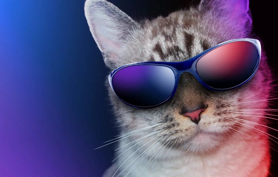 Котенок в очках