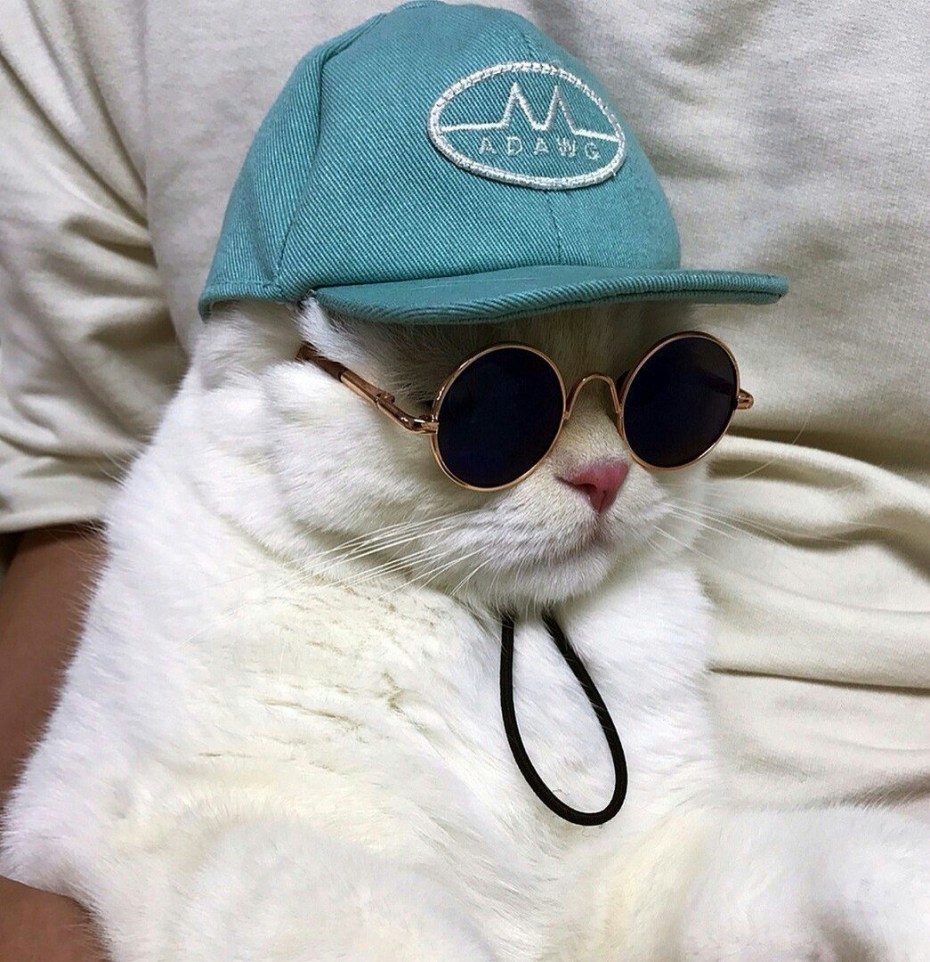 Котик в очках